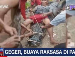 Buaya Raksasa 7 Meter Ditangkap Warga di Indragiri Hilir, Begini Penampakannya