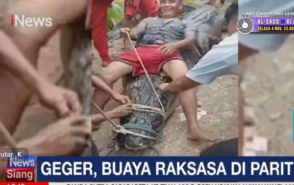 Buaya Raksasa 7 Meter Ditangkap Warga di Indragiri Hilir, Begini Penampakannya