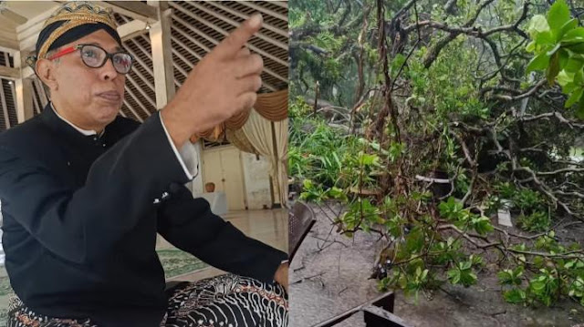 Tumbangnya Pohon Jambu Mete di Langenharjo: Tanda Alam Misterius Sebelum Wafatnya Raja Solo Pakubuwono XIII