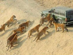 Lowongan Kerja Ekstrem Rp100 Juta: Pemberi Makan Harimau & Beruang di China Viral!