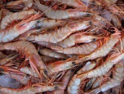 AS Retur 152,32 Ton Udang asal RI, gegara Tercemar Radioaktif?