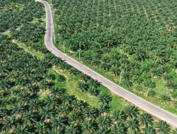 Harga CPO Bangkit dari Level Terendah 4 Bulan, Ini Penyebab dan Analisis Pasar 2025