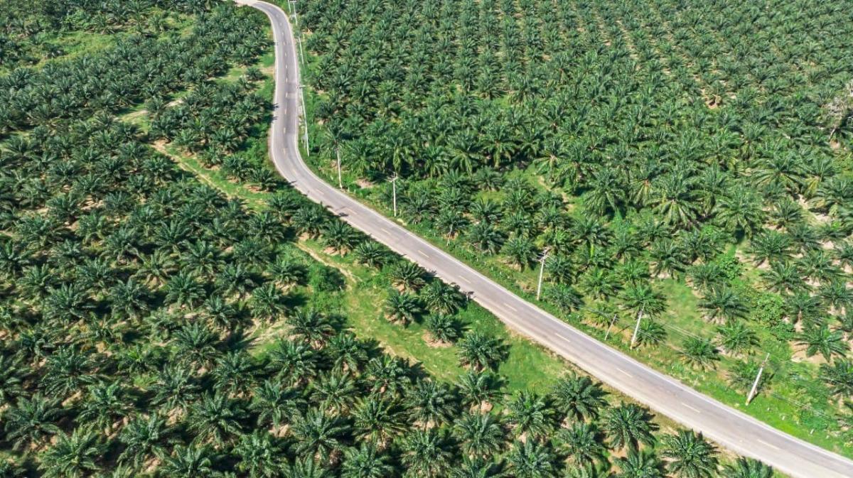 Harga CPO Bangkit dari Level Terendah 4 Bulan, Ini Penyebab dan Analisis Pasar 2025