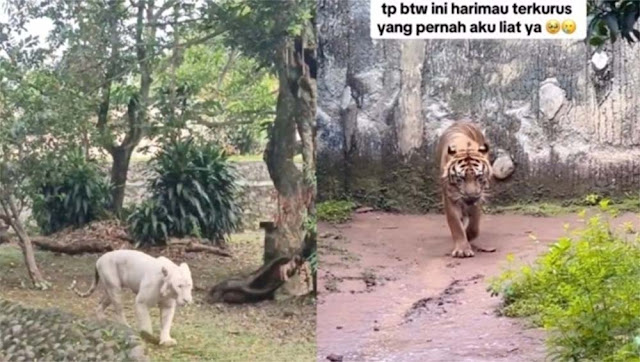 Viral Singa Ragunan Kurus, Publik Tuntut Pengusutan Dugaan Korupsi Pakan