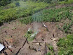 Polri Musnahkan Ladang Ganja 51,75 Hektare di Gayo Lues: Modus & Fakta Lengkap