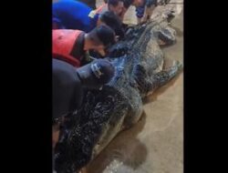 Buaya Raksasa 7 Meter di Inhil Mati, Isi Perutnya Ternyata Sampah Plastik dan Pisau