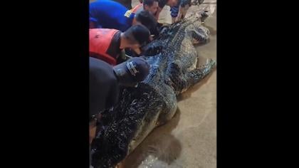 Buaya Raksasa 7 Meter di Inhil Mati, Isi Perutnya Ternyata Sampah Plastik dan Pisau