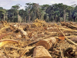 Bencana Ekologis Aceh & Sumatera: Penyebab, Seruan Beli Hutan, dan Aturan Hukumnya