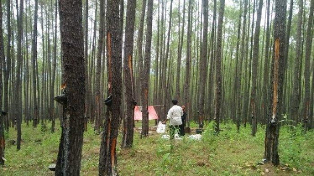 Banjir Bandang Aceh: Analisis Jatam Tautkan Konsesi HTI Prabowo dengan Kerusakan DAS