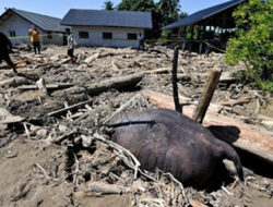 Menteri Kehutanan Raja Juli Antoni: Tantangan & Solusi Menyelamatkan Gajah Sumatera dari Kepunahan