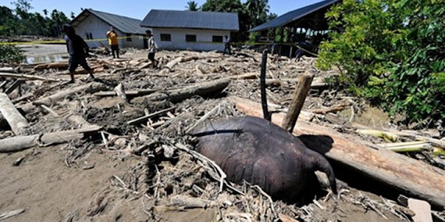Menteri Kehutanan Raja Juli Antoni: Tantangan & Solusi Menyelamatkan Gajah Sumatera dari Kepunahan