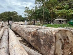 Viral Kayu Gelondongan Kemenhut di Lampung: Fakta Kecelakaan Kapal, Bukan Illegal Logging