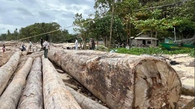 Viral Kayu Gelondongan Kemenhut di Lampung: Fakta Kecelakaan Kapal, Bukan Illegal Logging