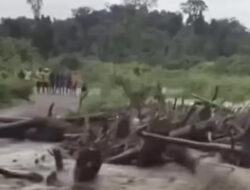 Banjir Bandang Keerom Papua Seret Ribuan Kayu Gelondongan: Jembatan Putus & Kecurigaan Pembalakan Liar