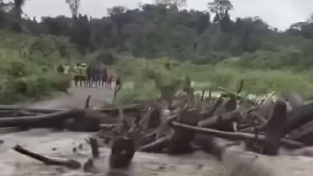 Banjir Bandang Keerom Papua Seret Ribuan Kayu Gelondongan: Jembatan Putus & Kecurigaan Pembalakan Liar