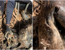 Bangkai Orangutan Tapanuli Ditemukan Tertimbun Kayu di Tapanuli Tengah