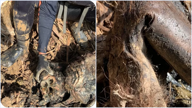 Bangkai Orangutan Tapanuli Ditemukan Tertimbun Kayu di Tapanuli Tengah