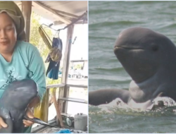 Viral Video Wanita Pegang Ikan Pesut Mahakam Langka: Netizen Geram, Ini Ancaman Hukumnya