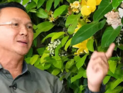 Ahok Kritik Pilkada oleh DPRD: Sistem untuk Curang dan Rampas Hak Rakyat