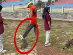 Pria Tendang Kucing Hingga Mati di Blora Viral, Polda Jateng Kantongi Identitas Pelaku