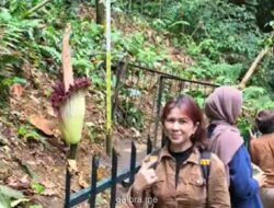 Ratusan Warga Serbu Kebun Raya Bogor Sambut Mekar Langka Bunga Bangkai