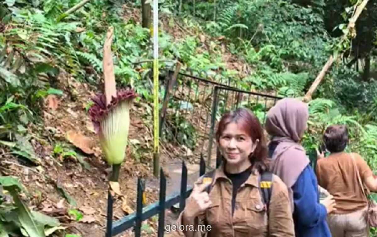 Ratusan Warga Serbu Kebun Raya Bogor Sambut Mekar Langka Bunga Bangkai