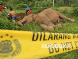 Gajah Sumatera Ditemukan Tewas Tanpa Kepala di Konsesi Riau, Diduga Korban Perburuan Liar