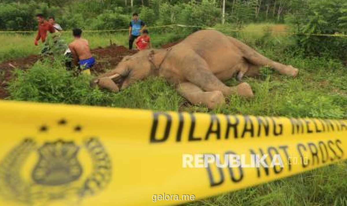 Gajah Sumatera Ditemukan Tewas Tanpa Kepala di Konsesi Riau, Diduga Korban Perburuan Liar