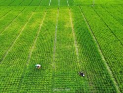 Pemerintah Perluas Perlindungan Lahan Sawah ke 29 Provinsi